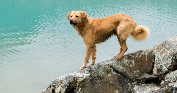 Kampagne des Monats August: Urlaub mit Hund 