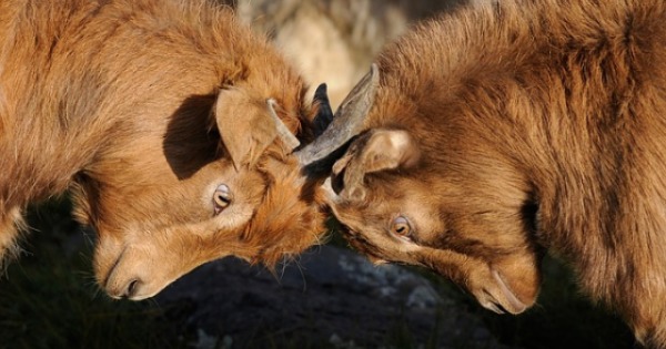 VersVermV schreibt ein Beschwerdemanagement vor: Die wichtigsten Informationen