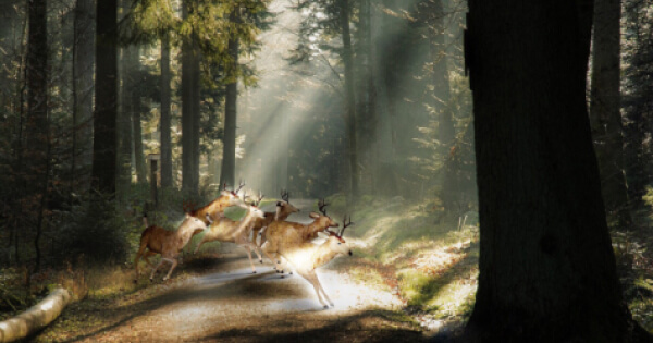 Kampagne des Monats Oktober: Vorsicht Wildwechsel!